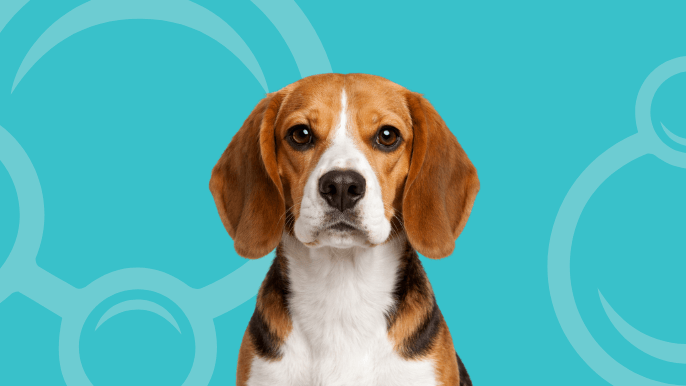 beagle temperament