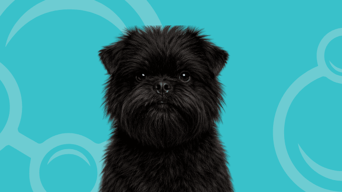Affenpinscher Temperament