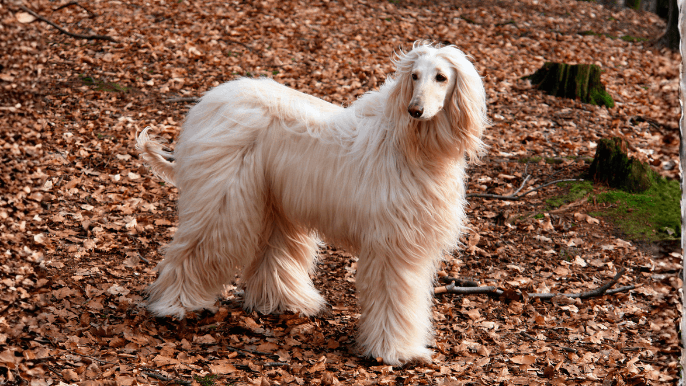 Afghan Hound Temperament