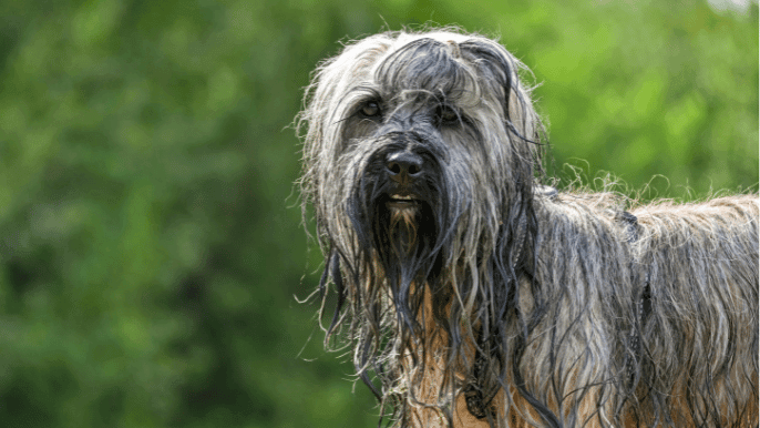 air drying dogs