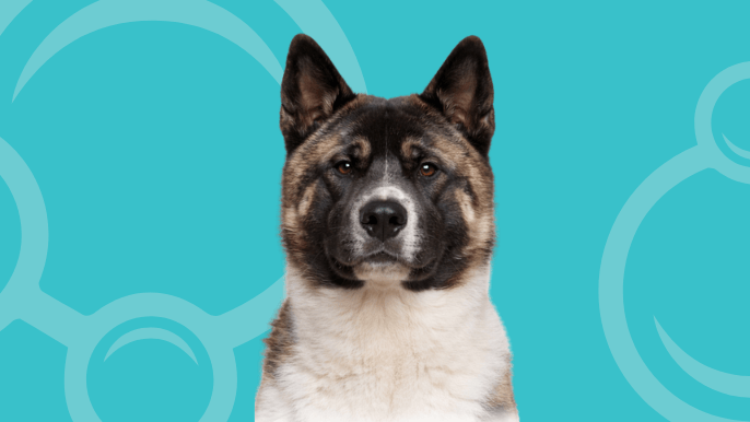 American Akita Temperament