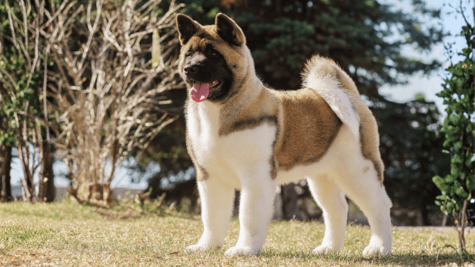 American Akita Temperament
