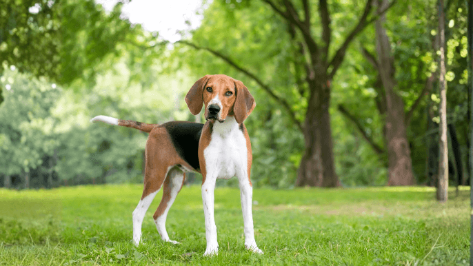 American Foxhound Temperament