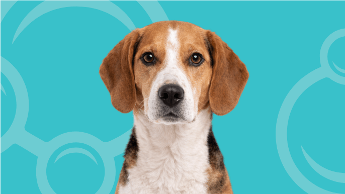 American Foxhound Temperament