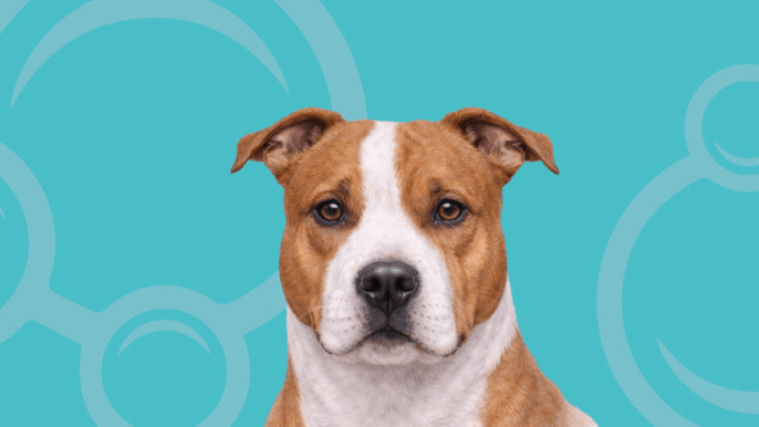 American Staffordshire Terrier Temperament