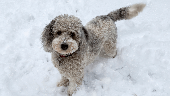 Aussiedoodle Temperament