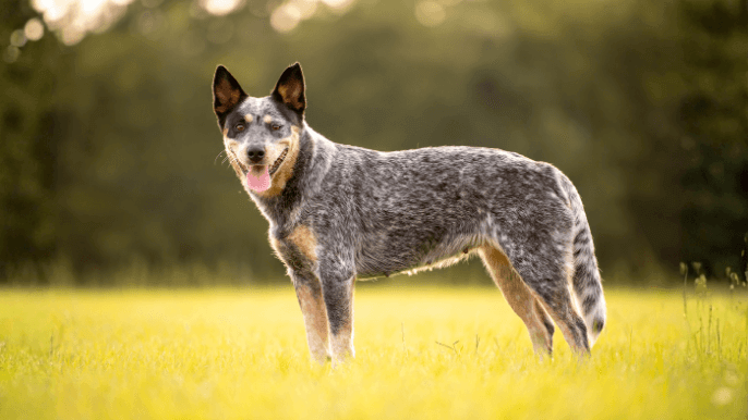 australian cattle dog temperament