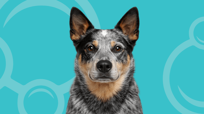 Australian Cattle Dog Temperament