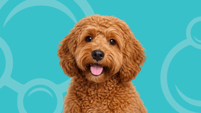 Australian Labradoodle Temperament