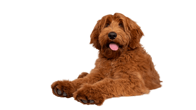 Australian Labradoodle Temperament