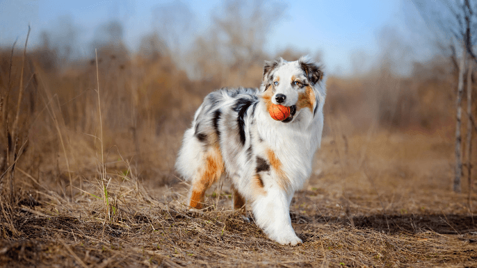 Australian Shepherd Temperament