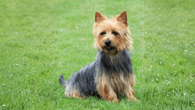 Australian Terrier Temperament