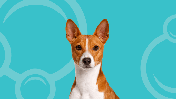Basenji Temperament