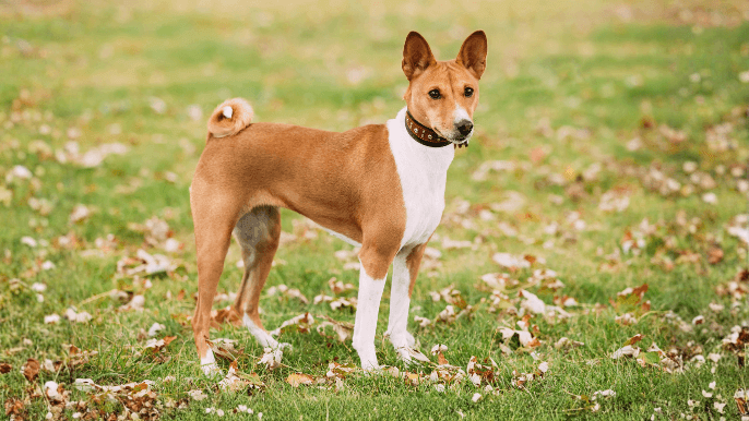 Basenji Temperament
