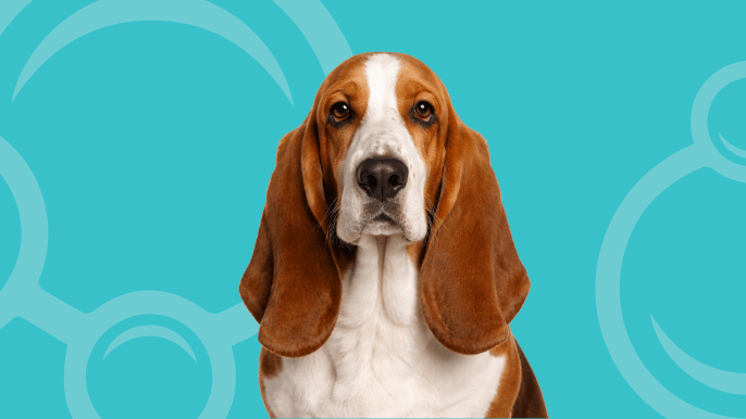 Basset Hound Temperament