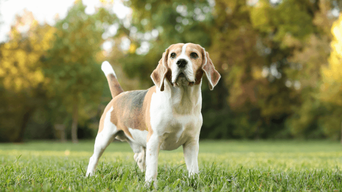 Beagle Temperament 