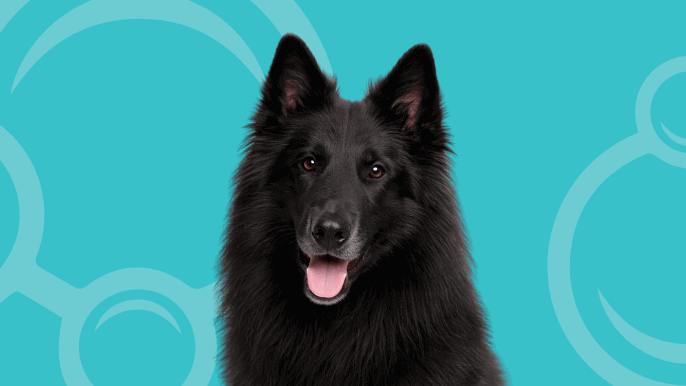 Belgian Groenendael Temperament