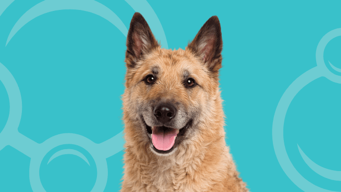 Belgian Laekenois Temperament