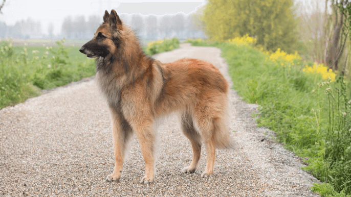 Belgian Tervuren Temperament