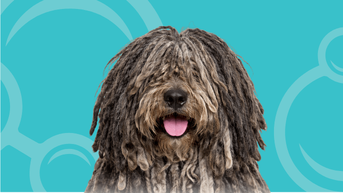 Bergamasco Temperament