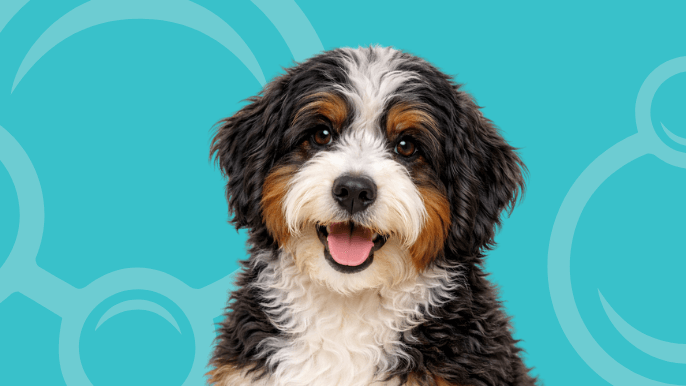 Bernedoodle Temperament