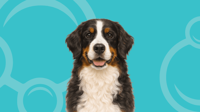 Bernese Mountain Dog Temperament