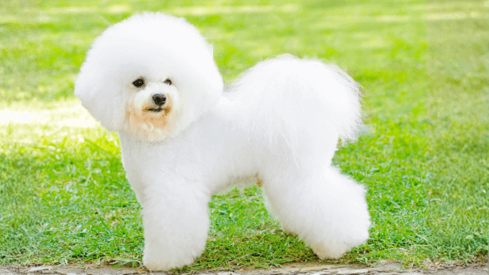 Bichon Frise Temperament