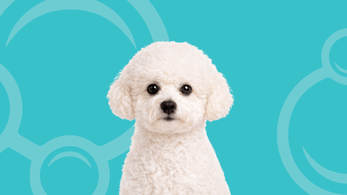 Bichon Frise Temperament 