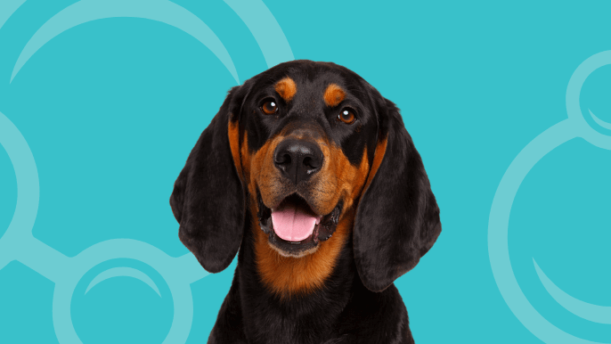 Black and Tan Coonhound Temperament