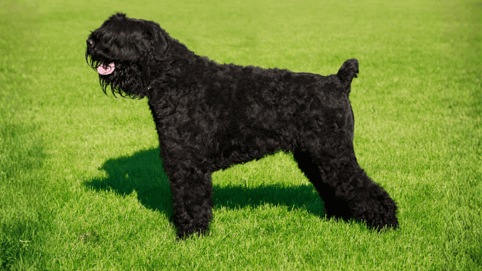 Black Russian Terrier Temperament