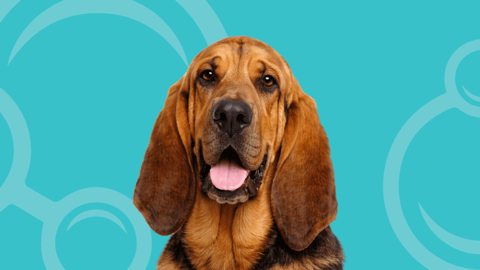 Bloodhound Temperament