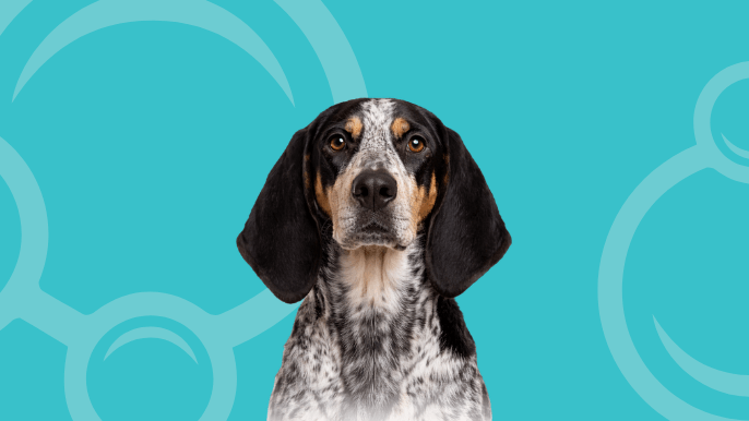 Bluetick Coonhound Temperament