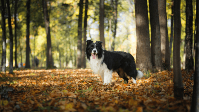Border Collie Temperament
