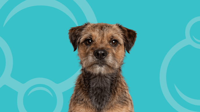 Border Terrier Temperament 