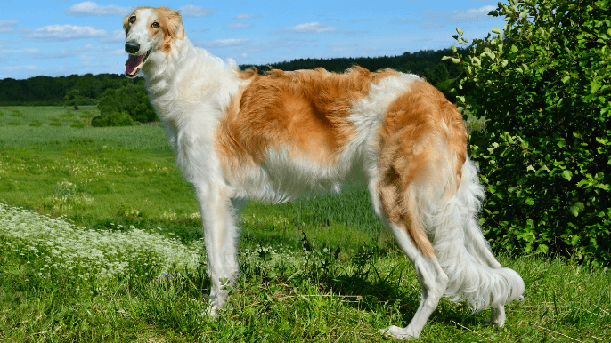 Borzoi Temperament Standing Outside