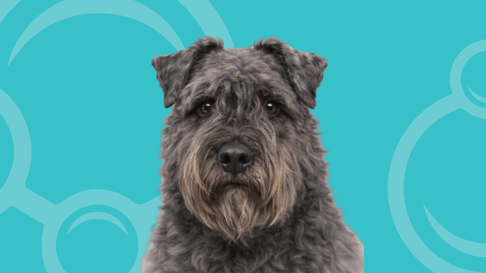 Bouvier des Flandres Temperament 
