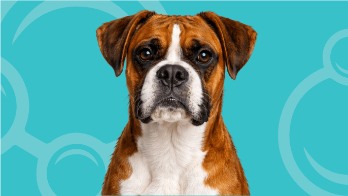 Boxer Temperament