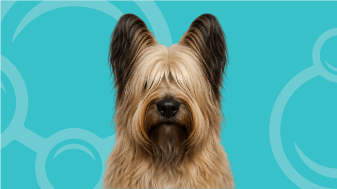 Briard Temperament