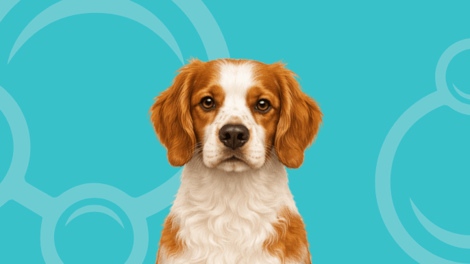 Brittany Temperament 