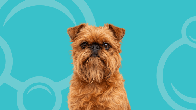 Brussels Griffon Temperament