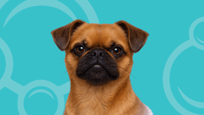 Brussels Griffon Temperament