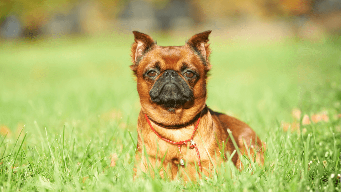 Brussels Griffon Temperament