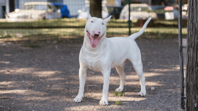 Bull Terrier Temperament