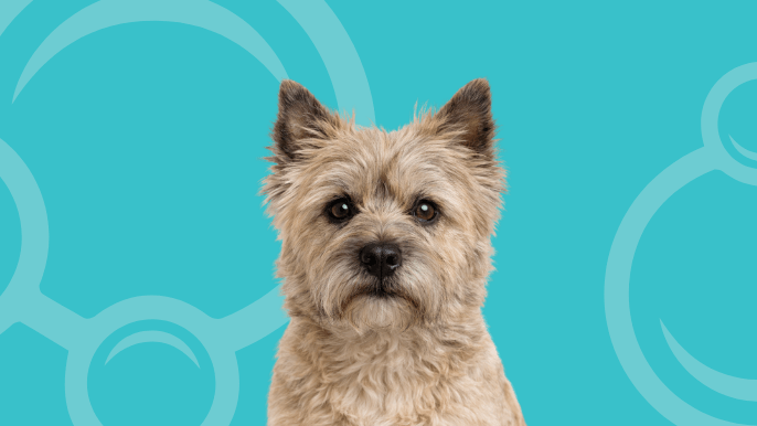 Cairn Terrier Temperament