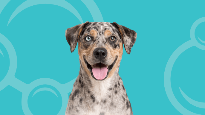 Catahoula Leopard Dog Temperament