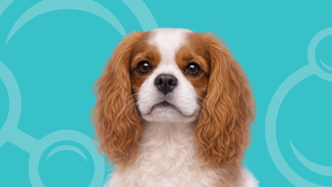 Cavalier King Charles Spaniel Temperament