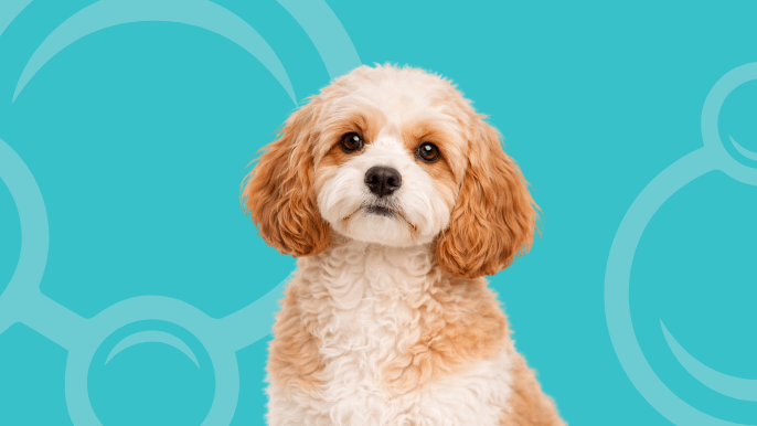 Cavapoo Temperament
