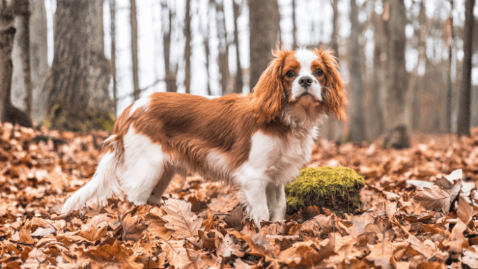 Cavalier King Charles Spaniel Temperament