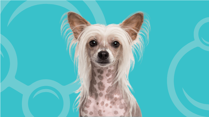 Chinese Crested Temperament