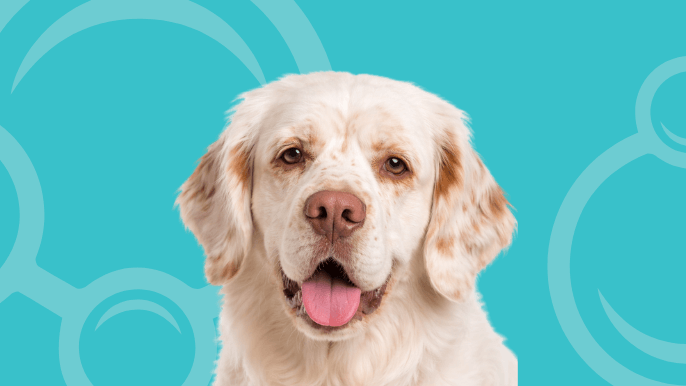 Clumber Spaniel Temperament